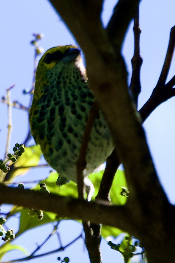 ウロコフウキンチョウ - ML649192313