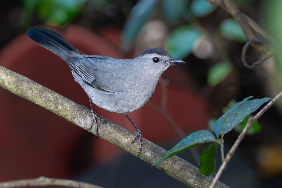 ネコマネドリ - ML649192317