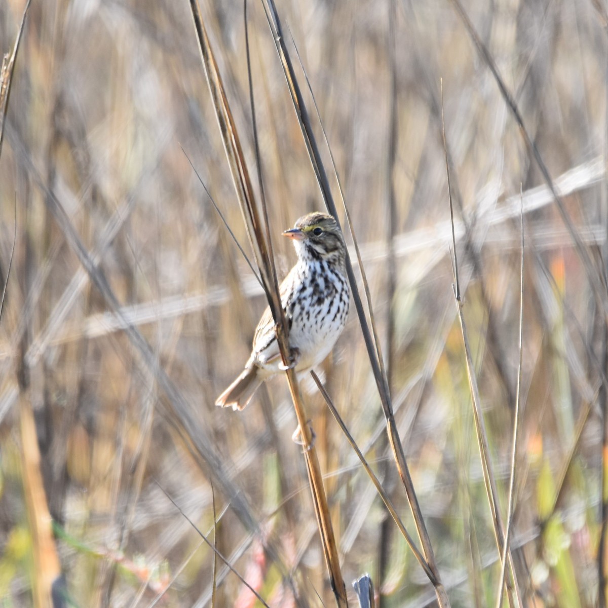 サバンナシトド - ML649192320