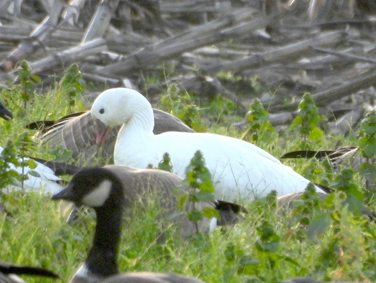 ヒメハクガン - ML649192323