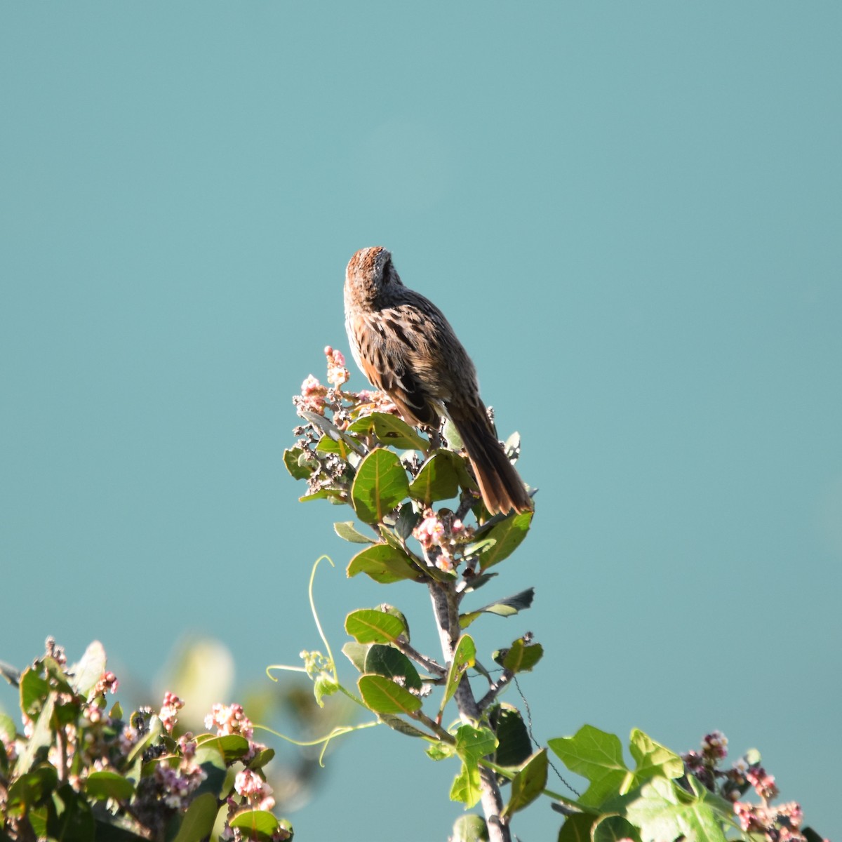 ウタスズメ - ML649192324