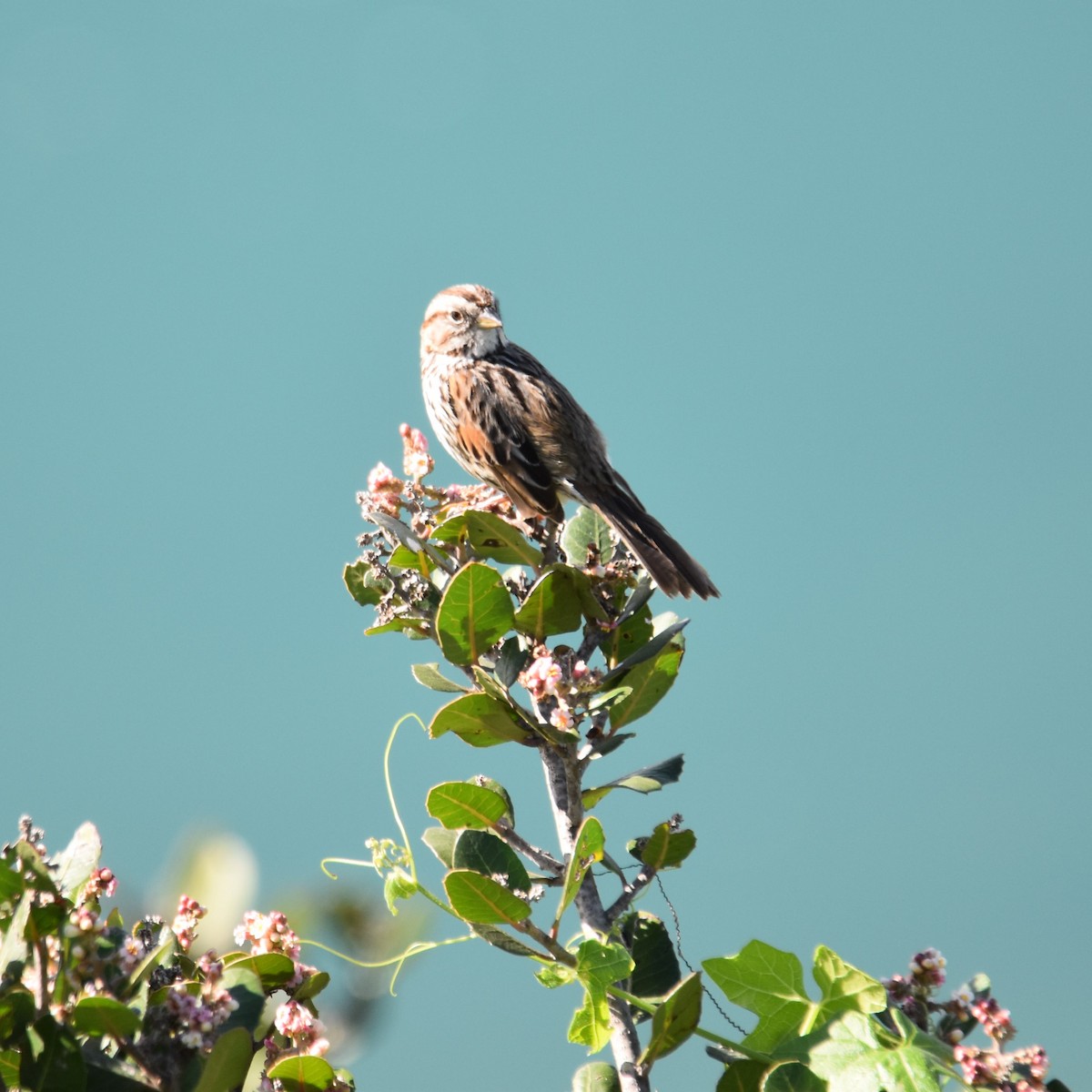 ウタスズメ - ML649192325