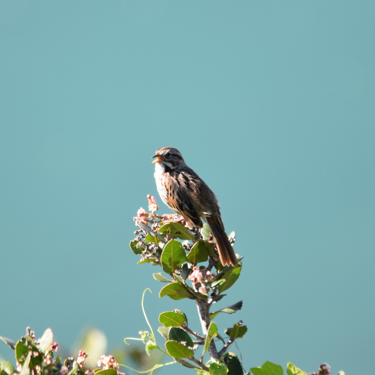 ウタスズメ - ML649192326