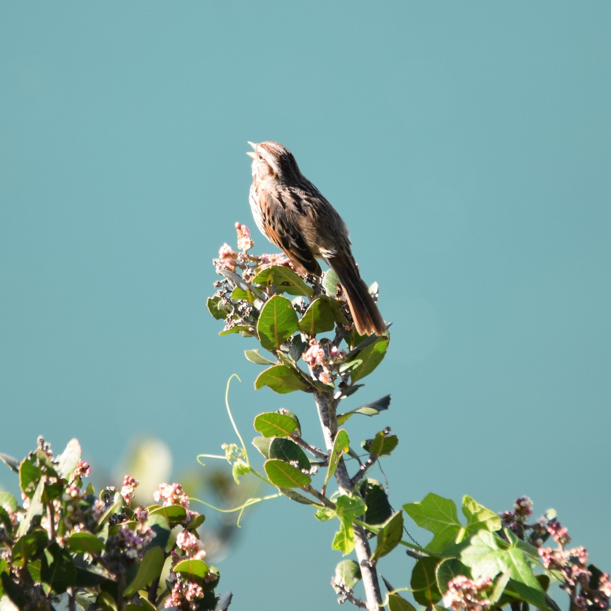 ウタスズメ - ML649192327