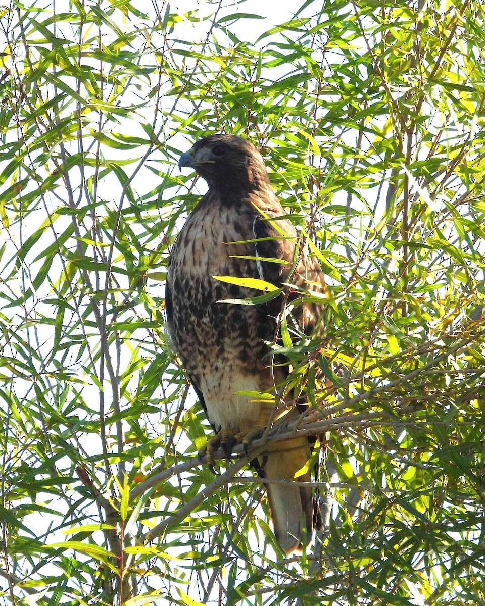 アカオノスリ - ML649192328