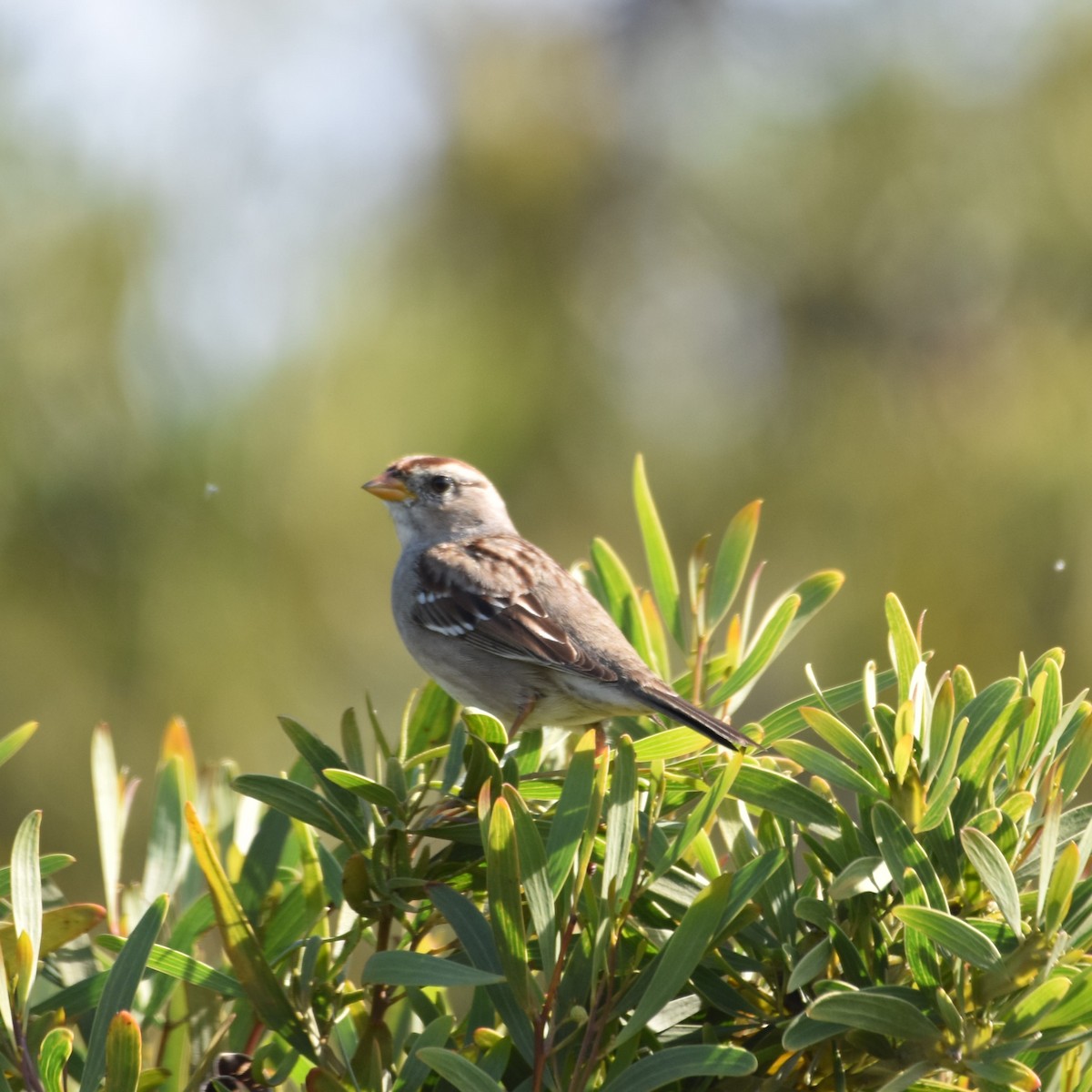 ミヤマシトド - ML649192332
