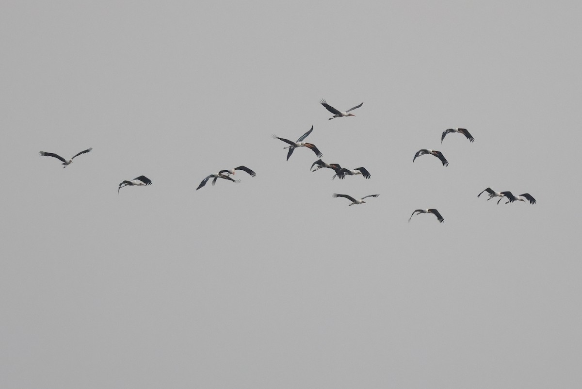 インドトキコウ - ML649192333