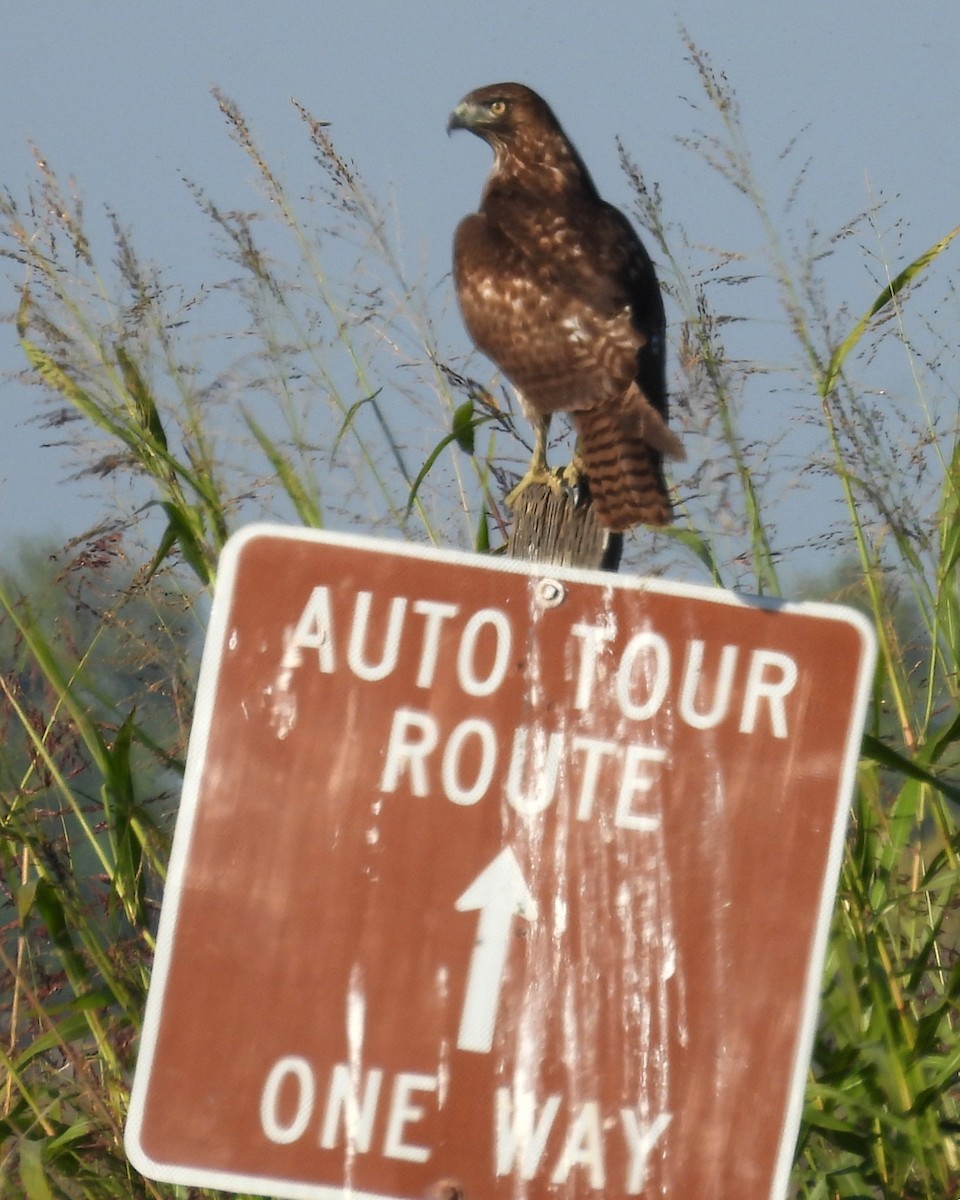 アカオノスリ - ML649192334