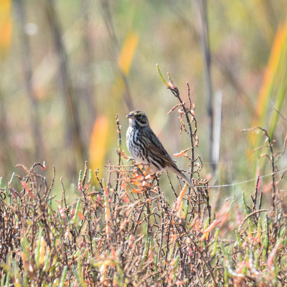 サバンナシトド - ML649192335