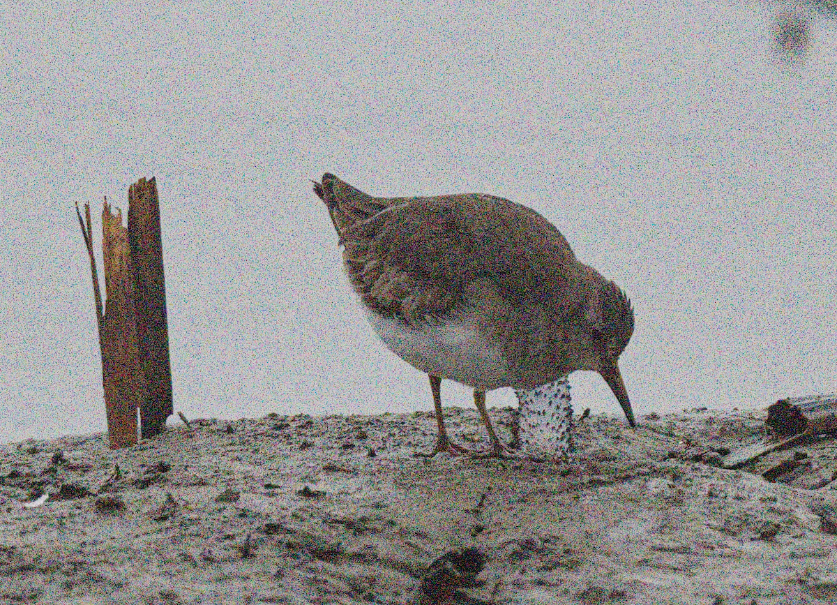 オジロトウネン - ML649192337