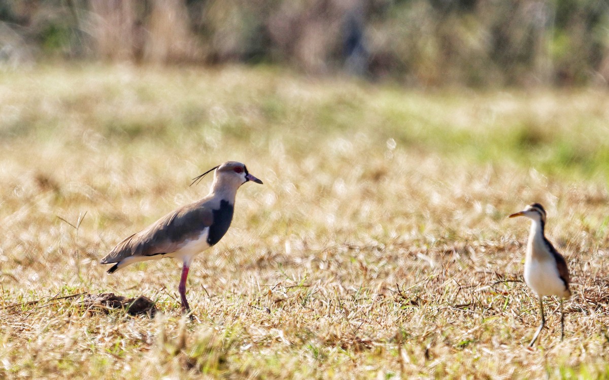 ナンベイタゲリ - ML649192338