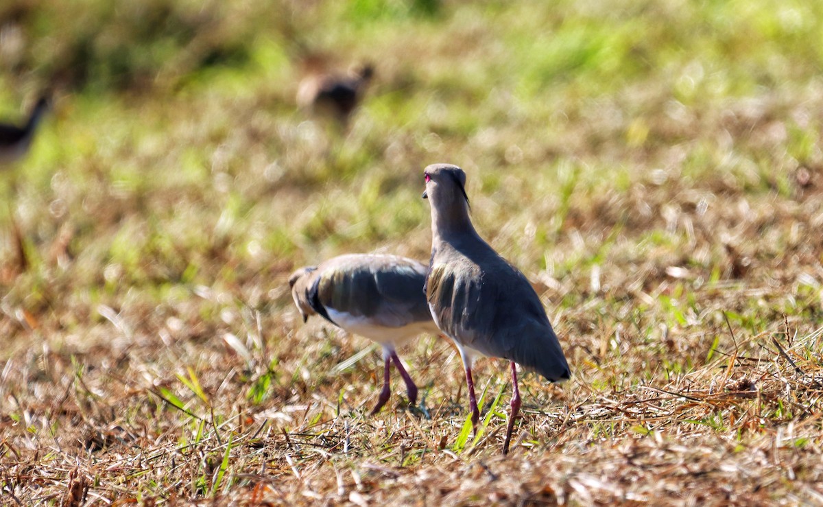 ナンベイタゲリ - ML649192339