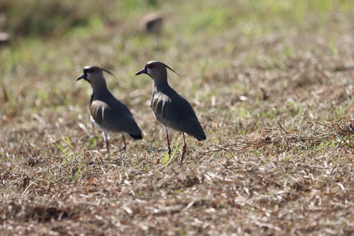 ナンベイタゲリ - ML649192340