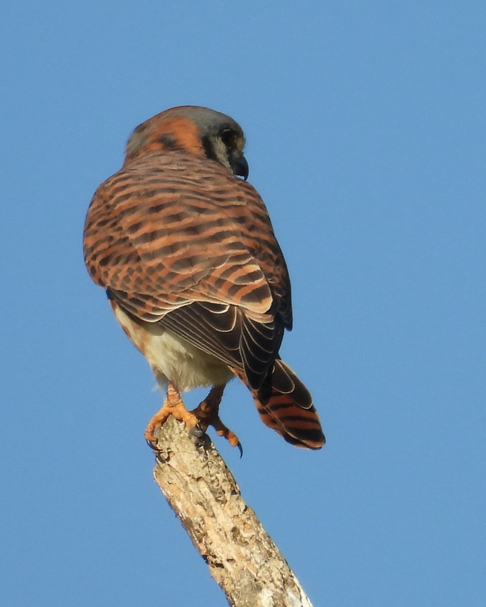 アメリカチョウゲンボウ - ML649192342