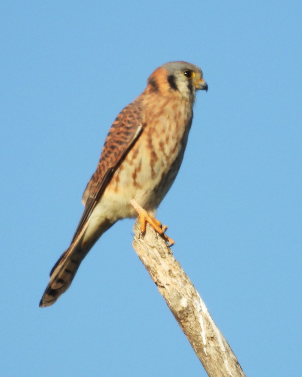 アメリカチョウゲンボウ - ML649192343