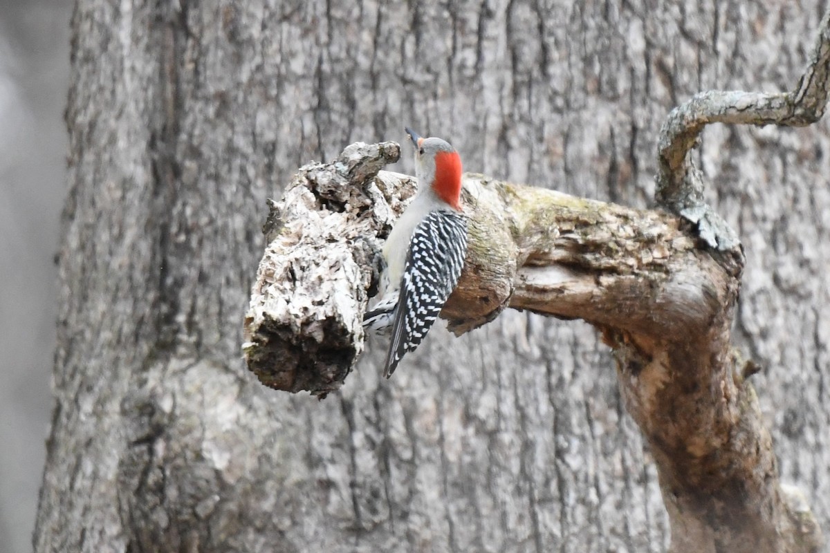 Red-bellied Woodpecker - ML649192486