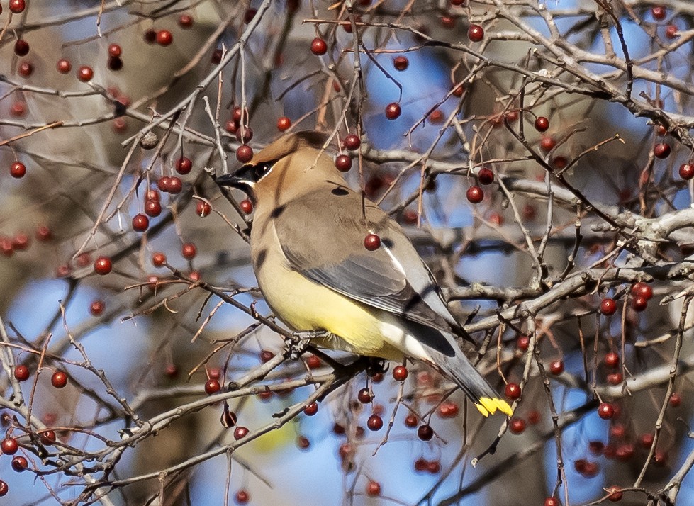 ציצנית אמריקנית - ML649192624