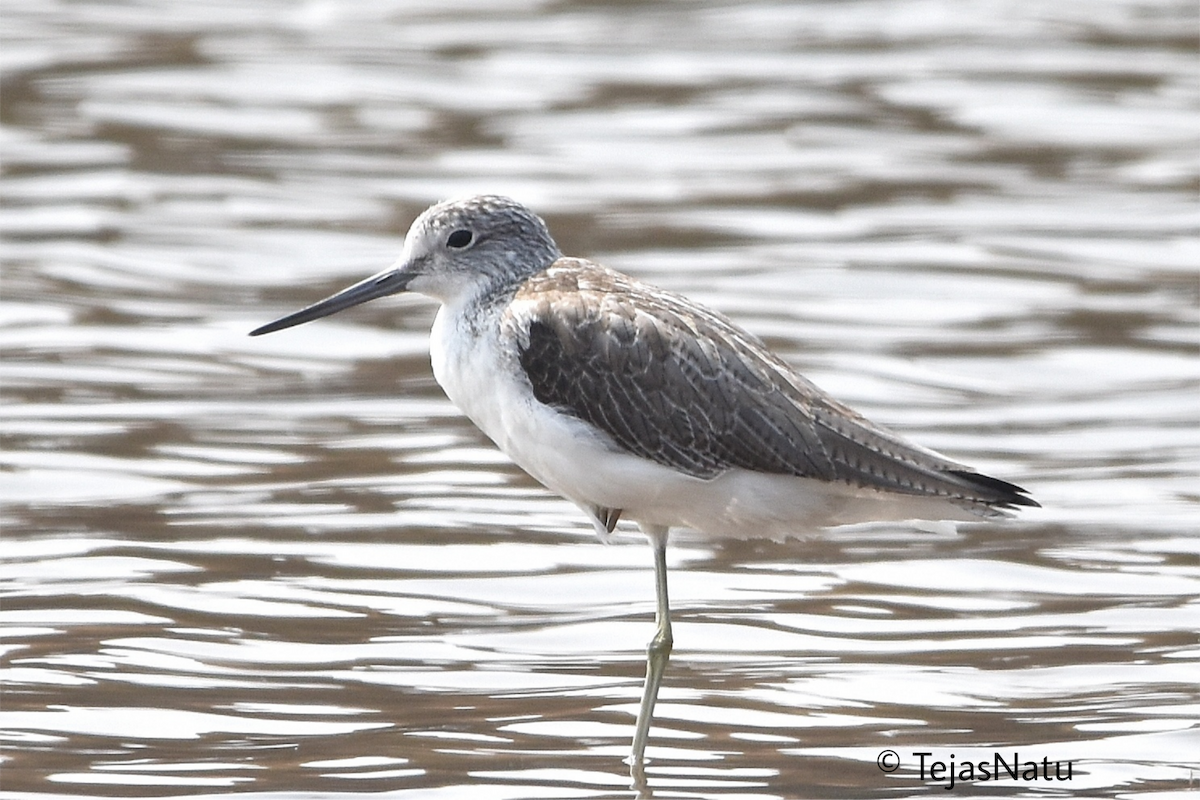Common Greenshank - ML649192753