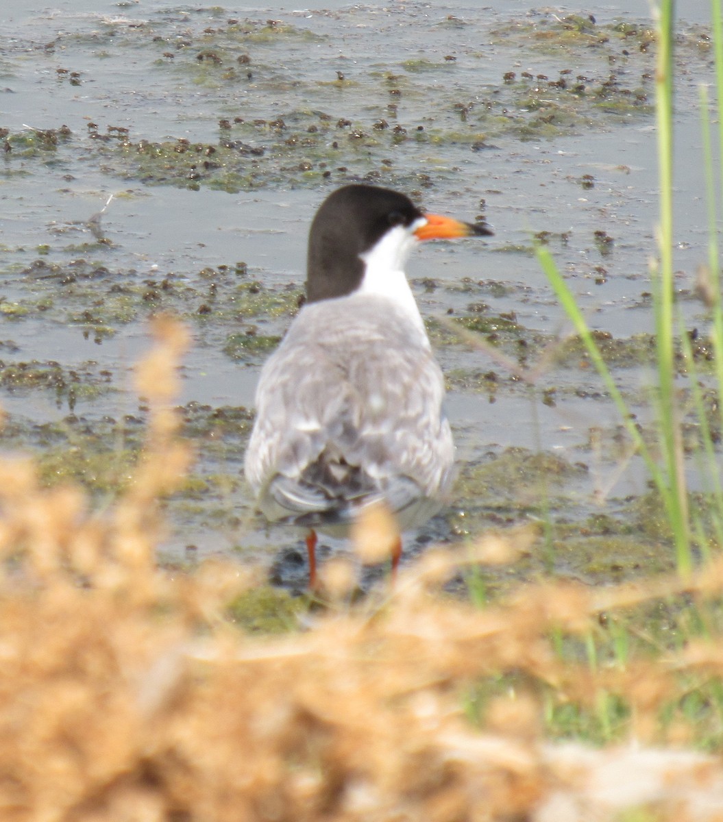 Forster's Tern - Alex Single