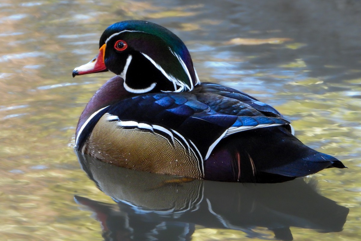 アメリカオシ - ML649192828