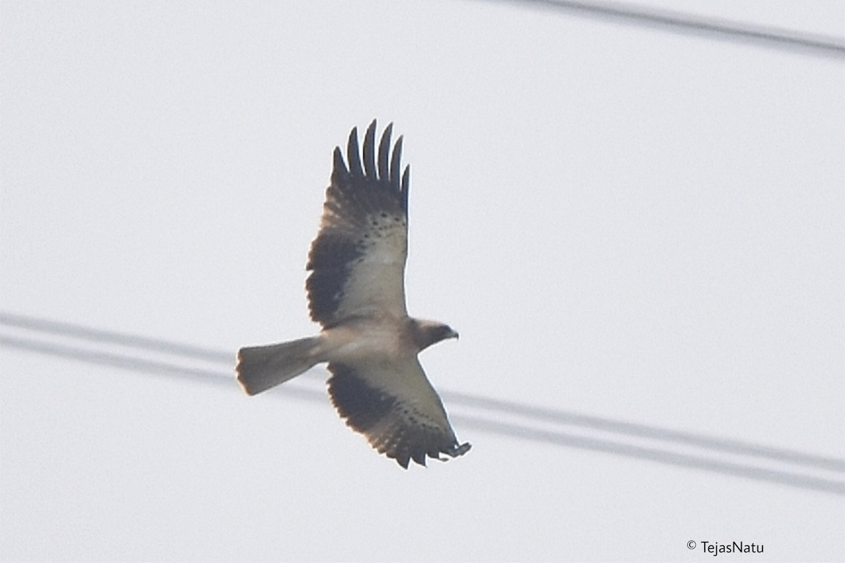 Booted Eagle - ML649192837
