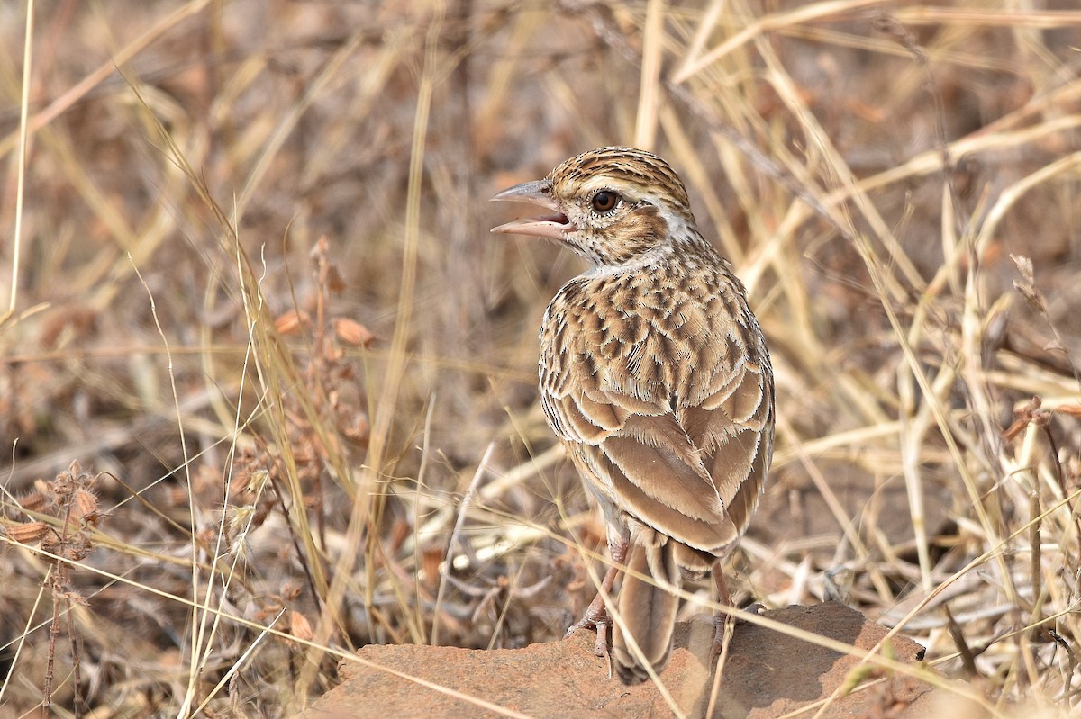 Indian Bushlark - ML649192914