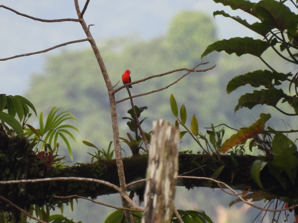 Scarlet Tanager - ML649193005