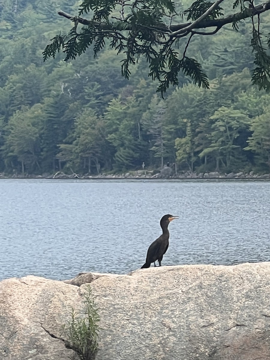 Kulaklı Karabatak - ML649193028