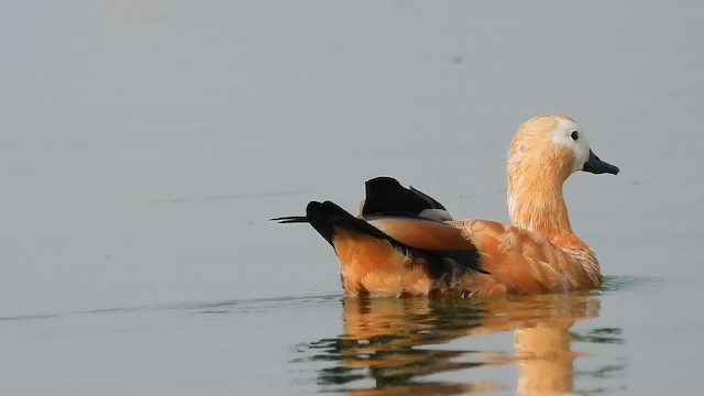 Ruddy Shelduck - ML649193157