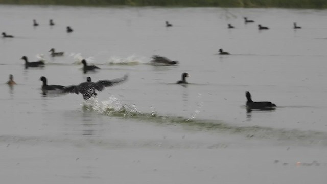 Eurasian Coot - ML649193297