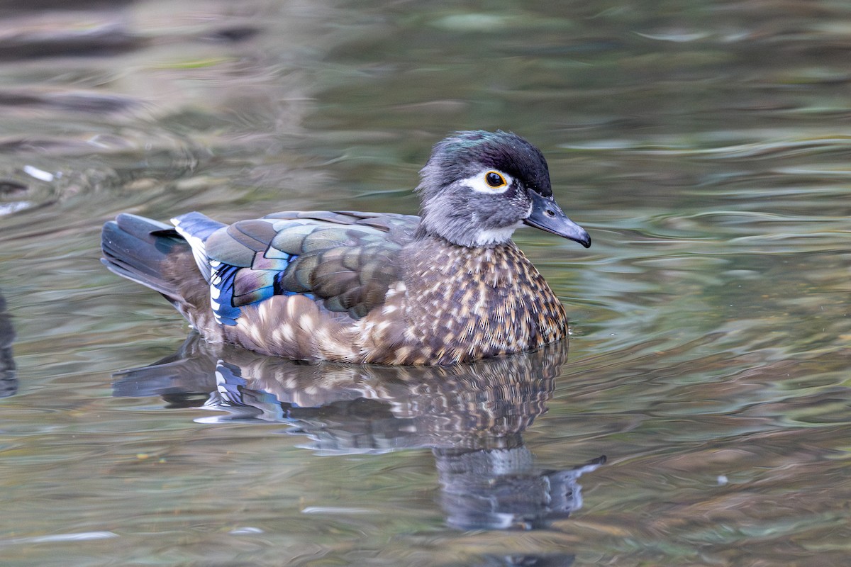 アメリカオシ - ML649193323