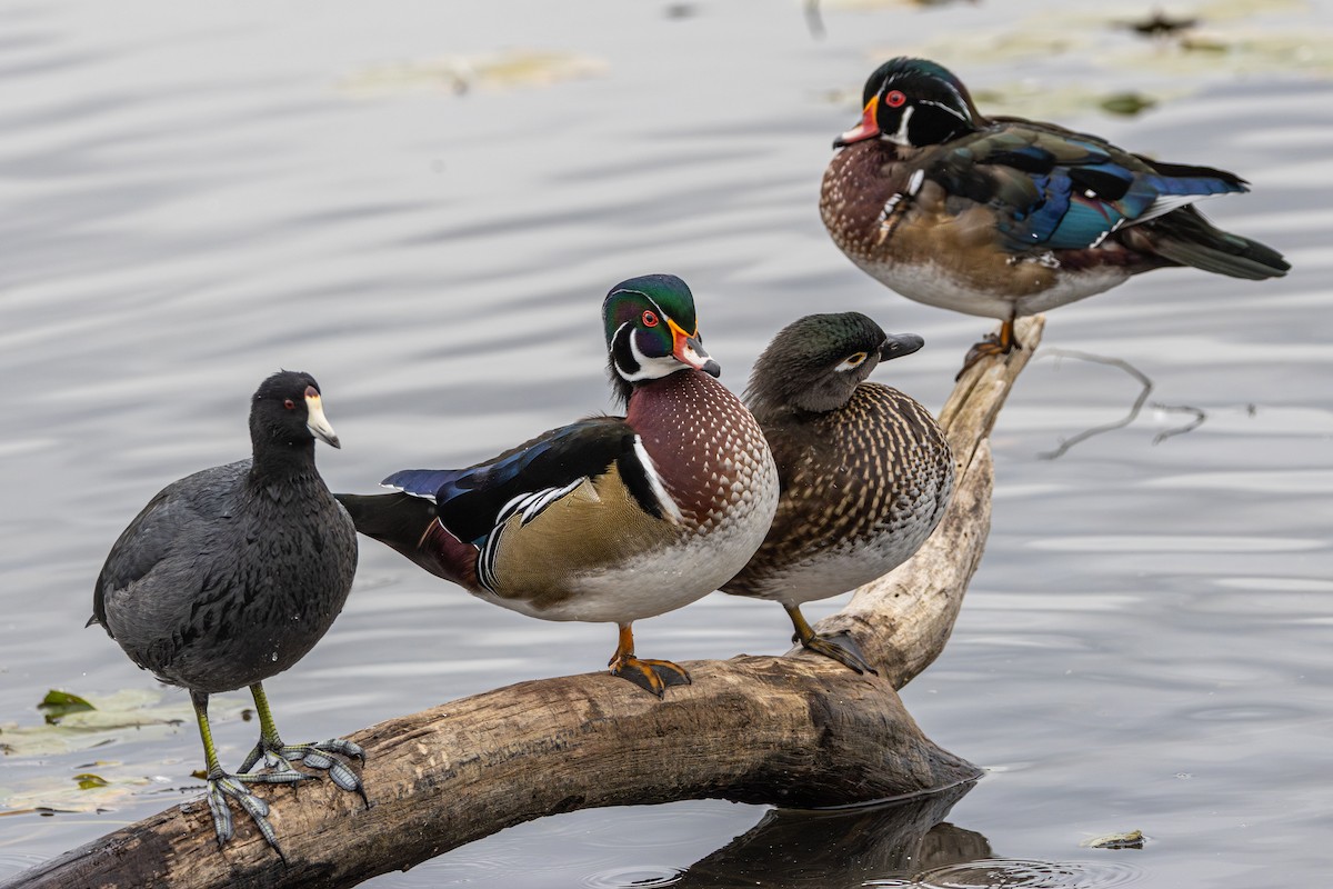 アメリカオシ - ML649193326