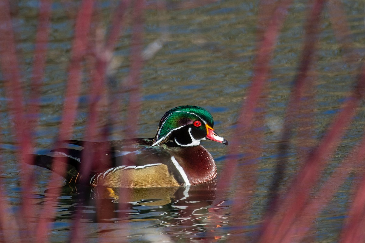 アメリカオシ - ML649193535