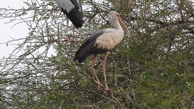 Asian Openbill - ML649193550