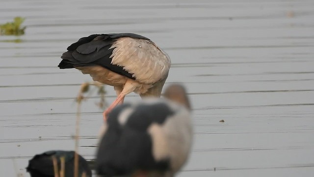 Asian Openbill - ML649193551