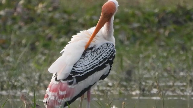 Painted Stork - ML649193590