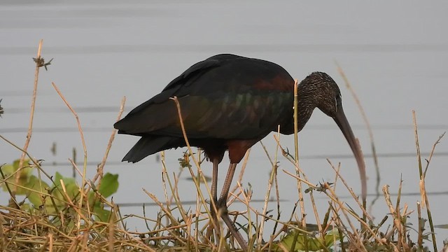 Glossy Ibis - ML649193671