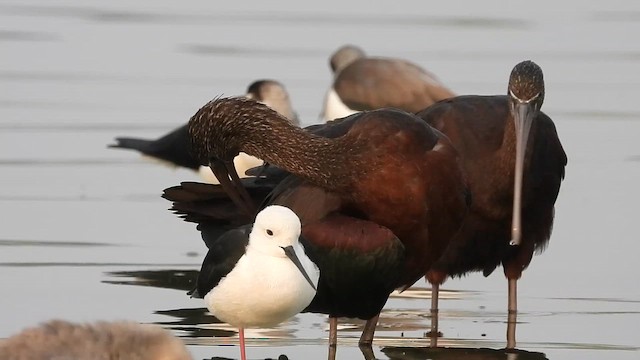 Glossy Ibis - ML649193675