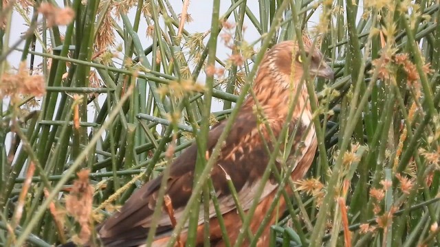Western Marsh Harrier - ML649193862