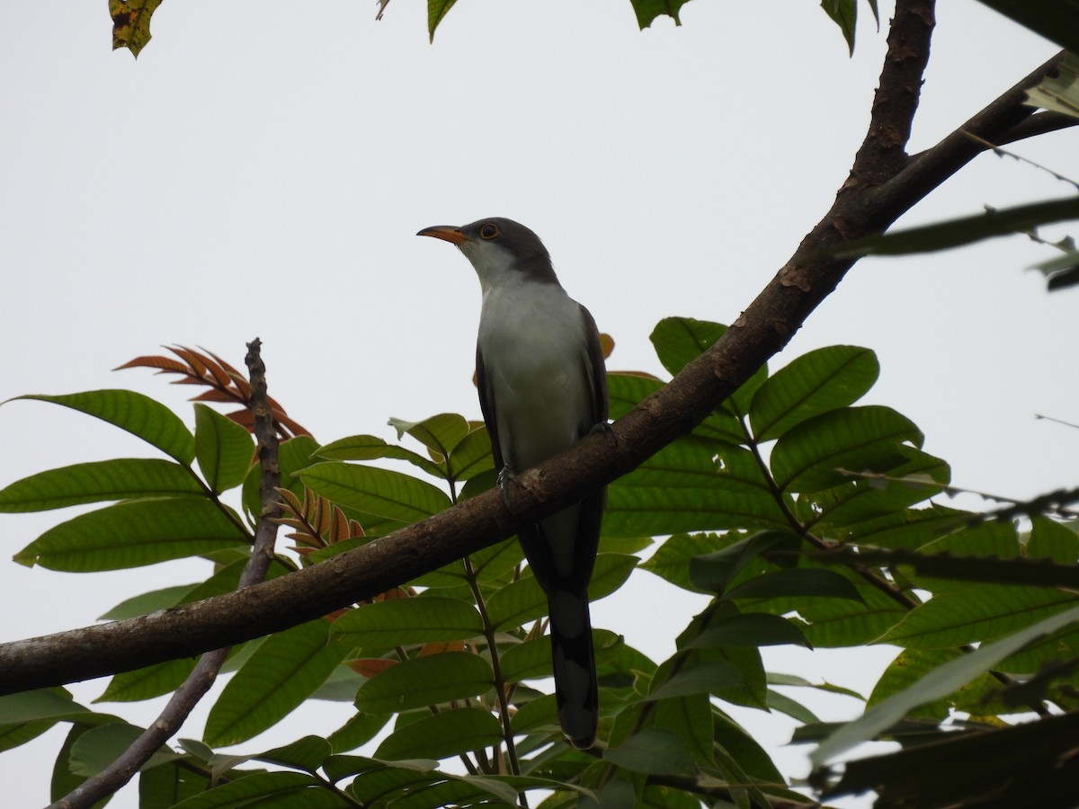 Yellow-billed Cuckoo - ML649194166