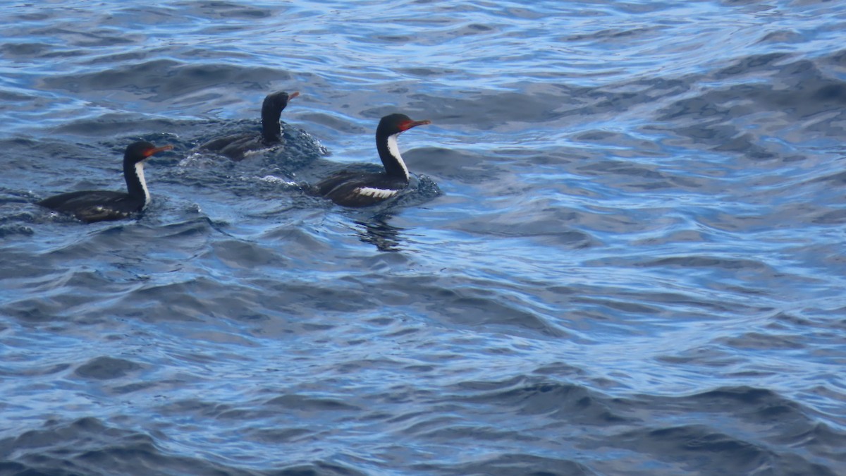 Bountyscharbe - ML649194214