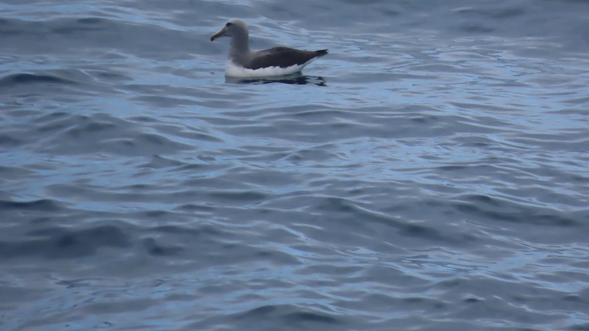 Salvinalbatros - ML649194232