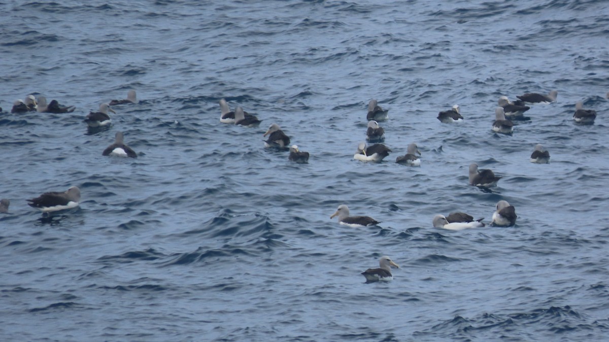 Salvinalbatros - ML649194237