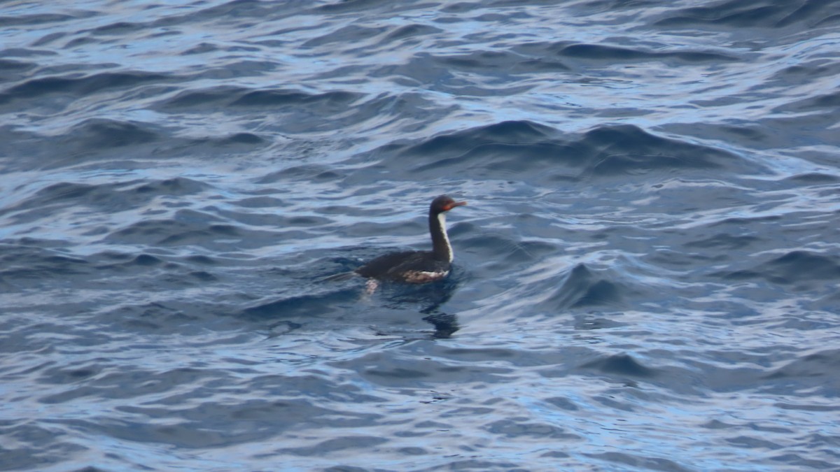 Bountyscharbe - ML649194249