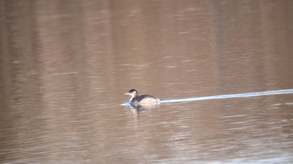 Red-necked Grebe - ML649194283