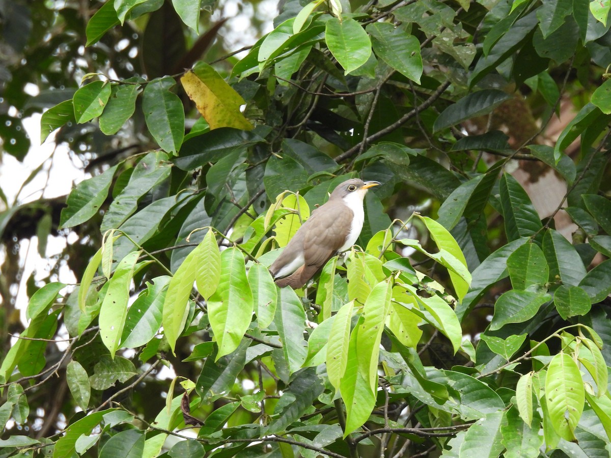 Yellow-billed Cuckoo - ML649194418