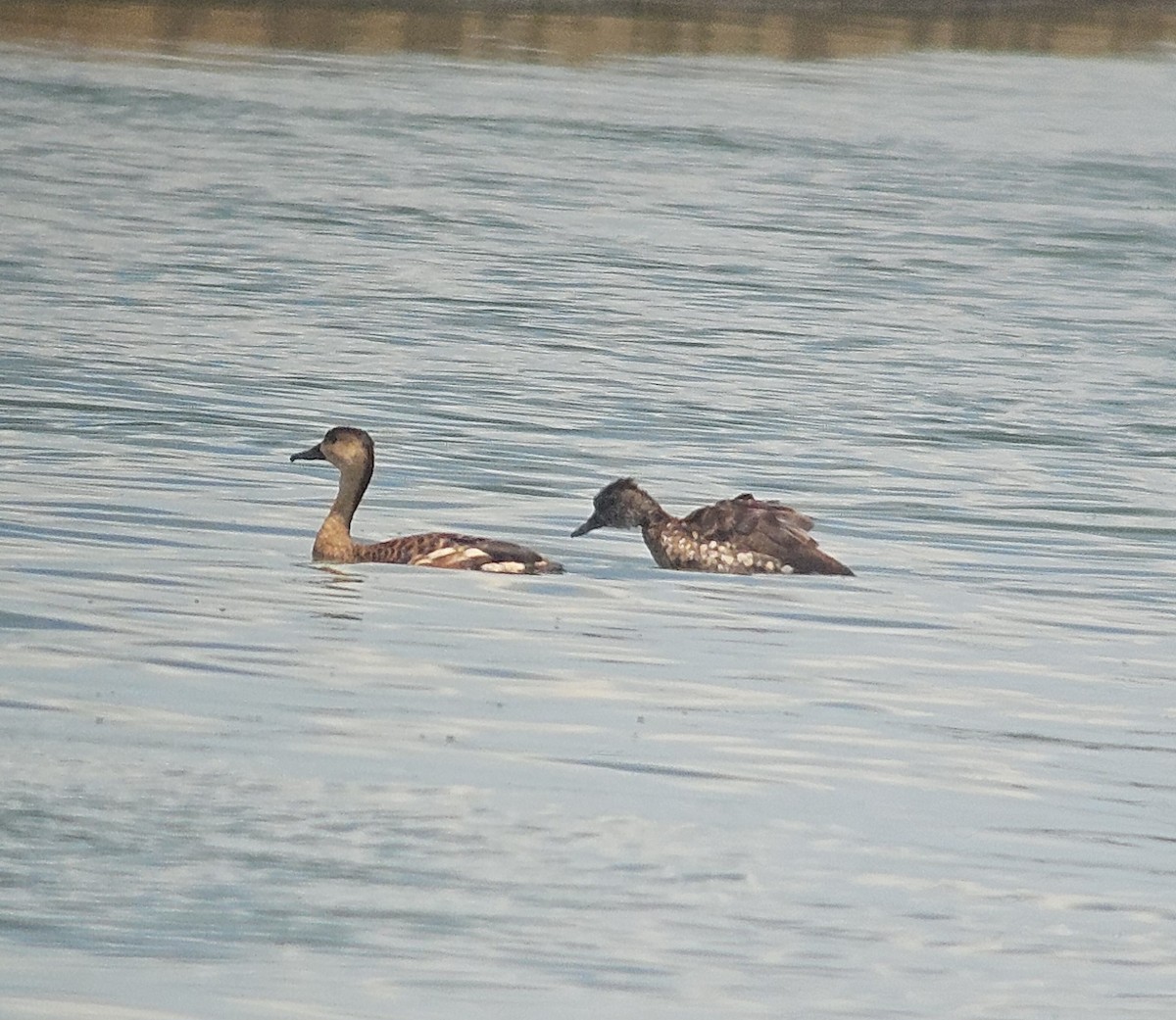 Spotted Whistling-Duck - ML649194582