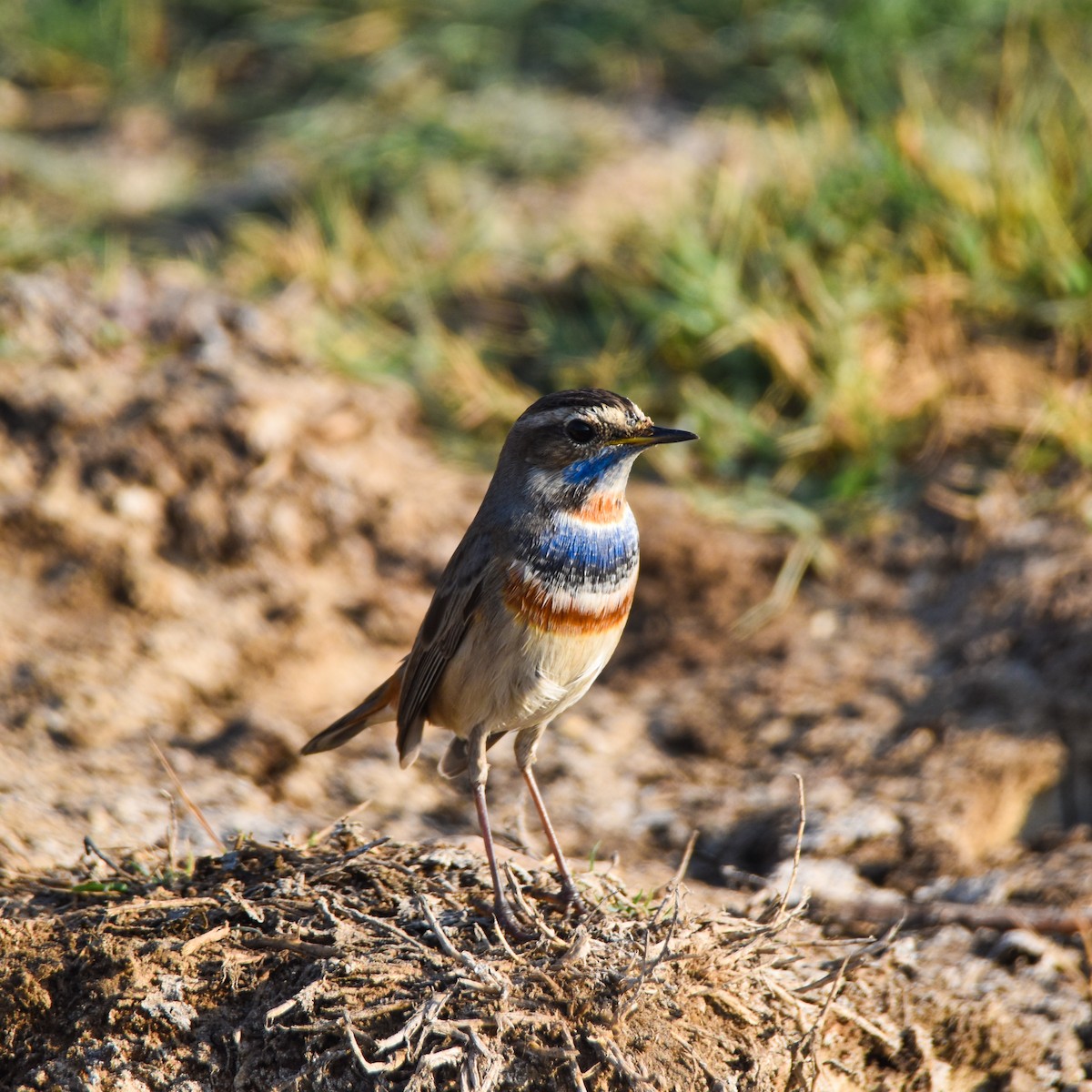 Papourdina - ML649194607