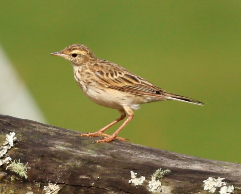 linduška australská - ML649194686