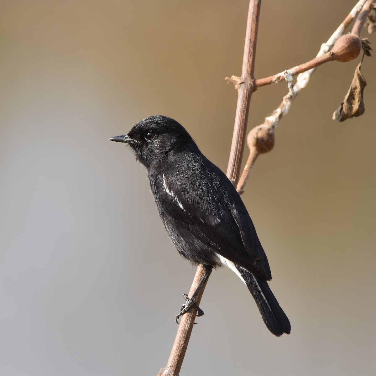 Pitxartxar beltza - ML649194766